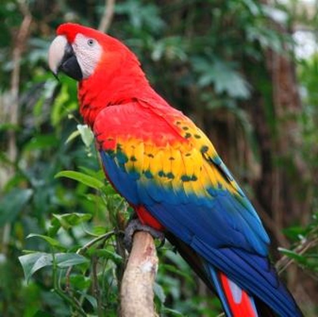 5-must-see-animals-in-belize-where-to-find-them